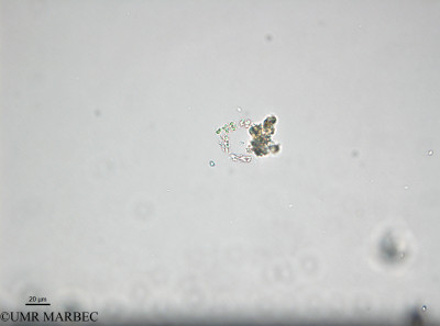 phyto/Bizerte/bizerte_lagoon/RISCO April 2014/Chaetoceros sp5 (comptés dans les Chaetoceros spp - 140730_001_ovl-4).tif(copy)_thumb.jpg